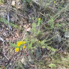 Chrysocephalum semipapposum at Illilanga & Baroona - 13 Jan 2024