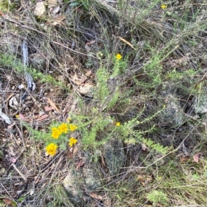 Chrysocephalum semipapposum at Illilanga & Baroona - 13 Jan 2024