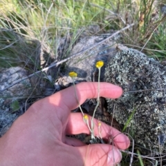 Chrysocephalum apiculatum (Common Everlasting) at Illilanga & Baroona - 13 Jan 2024 by Tapirlord