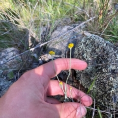 Chrysocephalum apiculatum (Common Everlasting) at Illilanga & Baroona - 12 Jan 2024 by Tapirlord