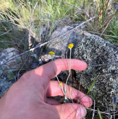 Chrysocephalum apiculatum (Common Everlasting) at Illilanga & Baroona - 13 Jan 2024 by Tapirlord