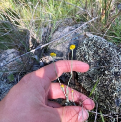 Chrysocephalum apiculatum (Common Everlasting) at Illilanga & Baroona - 12 Jan 2024 by Tapirlord