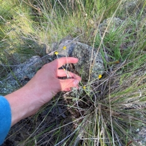 Chrysocephalum apiculatum at Illilanga & Baroona - 13 Jan 2024