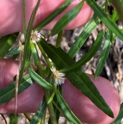 Alternanthera denticulata (Lesser Joyweed) at Illilanga & Baroona - 12 Jan 2024 by Tapirlord