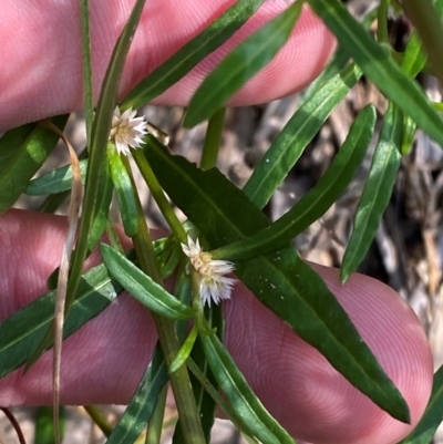 Alternanthera denticulata (Lesser Joyweed) at Michelago, NSW - 12 Jan 2024 by Tapirlord