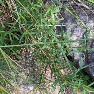 Alternanthera denticulata at Illilanga & Baroona - 13 Jan 2024