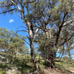 Eucalyptus melliodora at Illilanga & Baroona - 13 Jan 2024