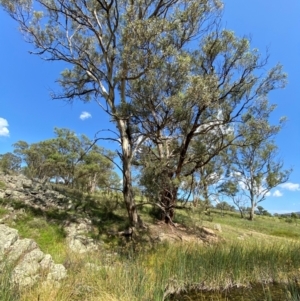 Eucalyptus melliodora at Illilanga & Baroona - 13 Jan 2024