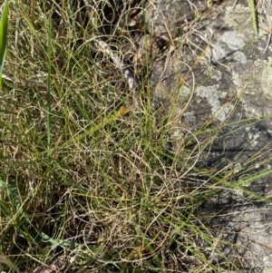 Carex bichenoviana at Illilanga & Baroona - suppressed