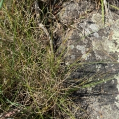 Carex bichenoviana at Illilanga & Baroona - suppressed