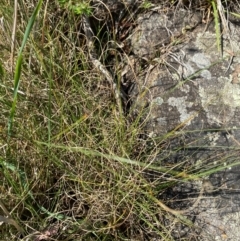 Carex bichenoviana at Illilanga & Baroona - 13 Jan 2024