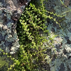 Asplenium flabellifolium at Illilanga & Baroona - suppressed