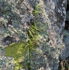 Asplenium flabellifolium at Illilanga & Baroona - suppressed