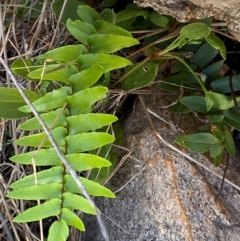 Pellaea calidirupium (Hot Rock Fern) at Illilanga & Baroona - 12 Jan 2024 by Tapirlord