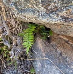 Pellaea calidirupium at Illilanga & Baroona - 13 Jan 2024