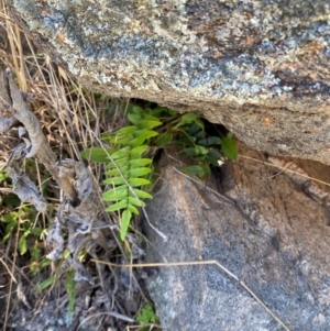 Pellaea calidirupium at Illilanga & Baroona - suppressed