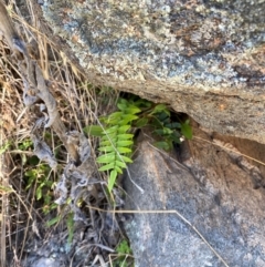 Pellaea calidirupium at Illilanga & Baroona - suppressed