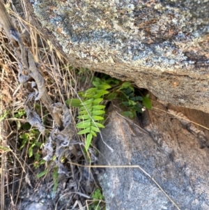 Pellaea calidirupium at Illilanga & Baroona - 13 Jan 2024