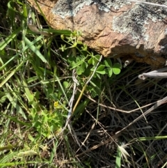 Oxalis thompsoniae at Illilanga & Baroona - suppressed