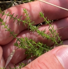 Asperula conferta (Common Woodruff) at Illilanga & Baroona - 12 Jan 2024 by Tapirlord