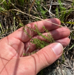 Asperula conferta at Illilanga & Baroona - suppressed