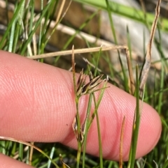 Schoenus apogon (Common Bog Sedge) at Illilanga & Baroona - 13 Jan 2024 by Tapirlord