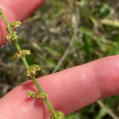 Rumex brownii (Slender Dock) at Michelago, NSW - 12 Jan 2024 by Tapirlord