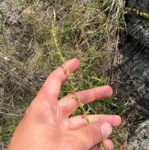 Rumex brownii at Illilanga & Baroona - 13 Jan 2024