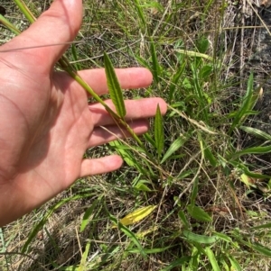 Rumex brownii at Illilanga & Baroona - suppressed