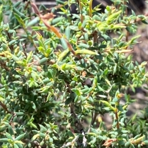 Styphelia fletcheri subsp. brevisepala at Illilanga & Baroona - suppressed