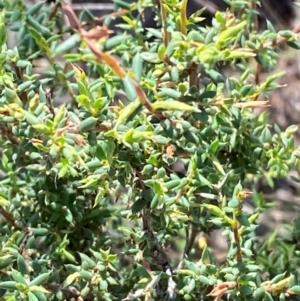 Leucopogon fletcheri subsp. brevisepalus at Illilanga & Baroona - 13 Jan 2024