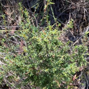 Leucopogon fletcheri subsp. brevisepalus at Illilanga & Baroona - 13 Jan 2024