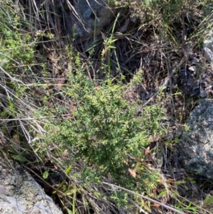 Styphelia fletcheri subsp. brevisepala at Illilanga & Baroona - suppressed