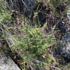 Leucopogon fletcheri subsp. brevisepalus at Illilanga & Baroona - 13 Jan 2024