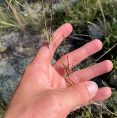 Themeda triandra (Kangaroo Grass) at Illilanga & Baroona - 13 Jan 2024 by Tapirlord