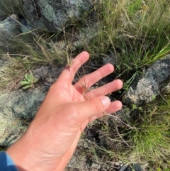 Themeda triandra at Illilanga & Baroona - suppressed