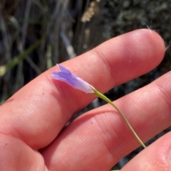 Wahlenbergia capillaris (Tufted Bluebell) at Illilanga & Baroona - 13 Jan 2024 by Tapirlord