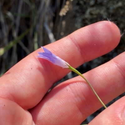 Wahlenbergia capillaris (Tufted Bluebell) at Illilanga & Baroona - 13 Jan 2024 by Tapirlord