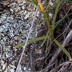 Wahlenbergia capillaris at Illilanga & Baroona - 13 Jan 2024
