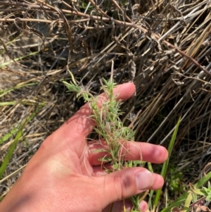 Epilobium hirtigerum at Illilanga & Baroona - suppressed