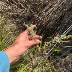 Epilobium hirtigerum at Illilanga & Baroona - suppressed