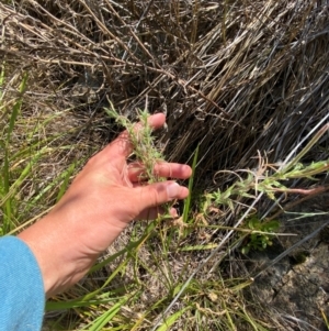 Epilobium hirtigerum at Illilanga & Baroona - suppressed