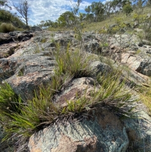 Dianella revoluta var. revoluta at Illilanga & Baroona - 13 Jan 2024