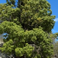 Brachychiton populneus subsp. populneus (Kurrajong) at Michelago, NSW - 12 Jan 2024 by Tapirlord