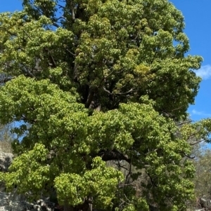 Brachychiton populneus subsp. populneus at Illilanga & Baroona - 13 Jan 2024