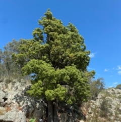 Brachychiton populneus subsp. populneus at Illilanga & Baroona - 13 Jan 2024