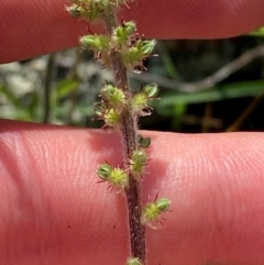 Acaena x ovina (Sheep's Burr) at Michelago, NSW - 12 Jan 2024 by Tapirlord