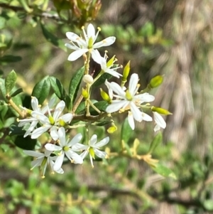 Bursaria spinosa subsp. lasiophylla at Illilanga & Baroona - 13 Jan 2024