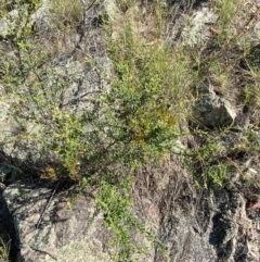 Bursaria spinosa subsp. lasiophylla at Illilanga & Baroona - 13 Jan 2024