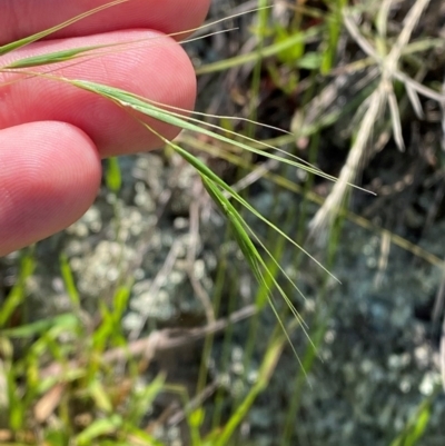 Microlaena stipoides (Weeping Grass) at Illilanga & Baroona - 12 Jan 2024 by Tapirlord